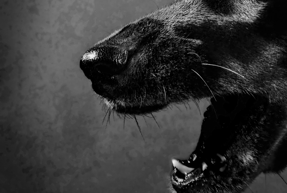 Devil Dogs: The Mysterious Black Dogs of England