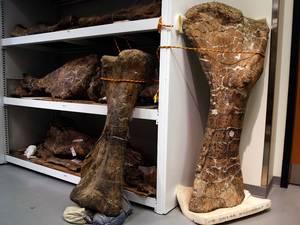 Introducing Dreadnoughtus – the newly discovered biggest dinosaur ever