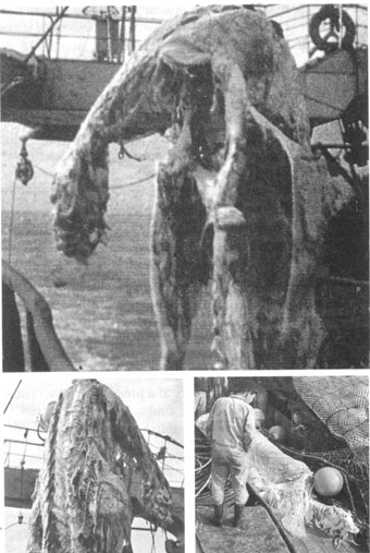 Where are all the dead sea monsters?