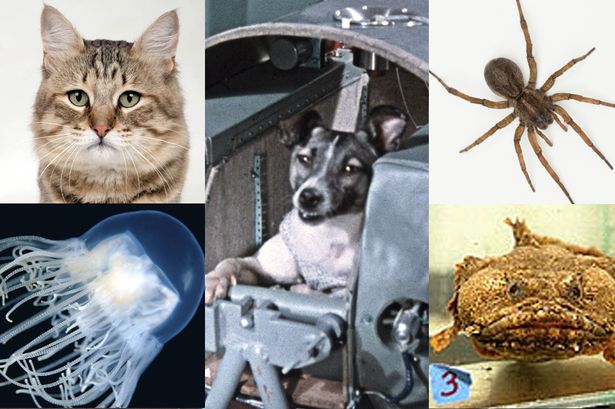 STAR PAWS: The animal pioneers who played key role in mankind’s race to space