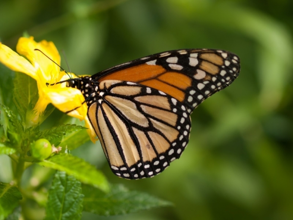 Shape-shifting UFO? Clouds? Nope, just migrating Monarch butterflies showing up on radar