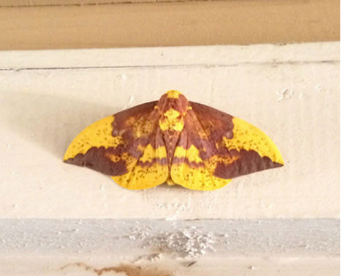 Face of Jesus, Christ or possibly the devil, spotted on the wings of a moth in Texas