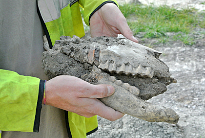 Archaeologists find 2,000-year-old foal skull and skeleton of Roman woman in Buckinghamshire
