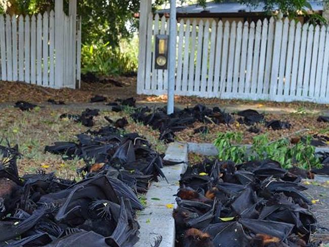 Heatwave hell as 5000 dead bats drop from trees in Casino, northern NSW
