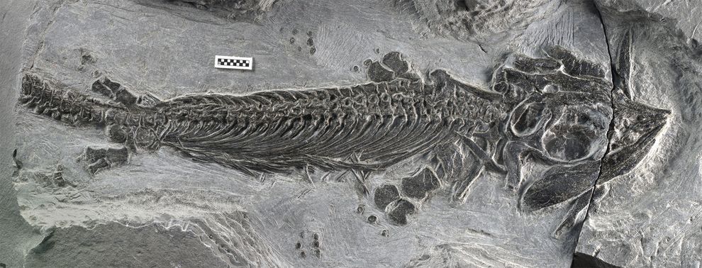 First Amphibious “Sea Monster” Found; Fills Evolutionary Gap