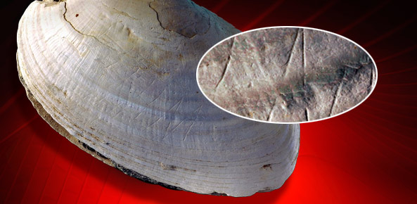 Zigzags on a Clam Shell May Be Oldest Art Ever