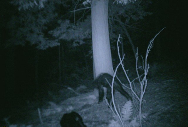 Separating the Myth from the Monster: A Peek into the Dark World of Cryptids That Might Just Walk Among Us