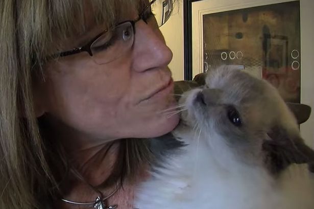 Frankenlouie the miracle cat with TWO faces dies after defying the odds for 15 years