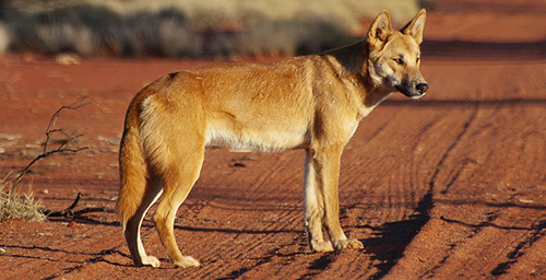 New-World Dog DNA Examined