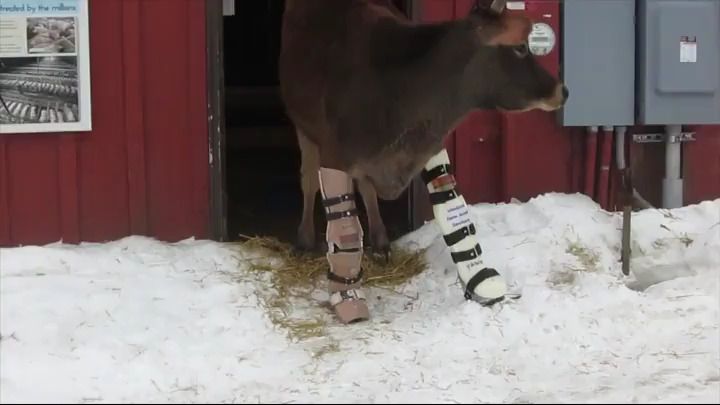 Cow takes her first steps with new prosthetic legs in the snow