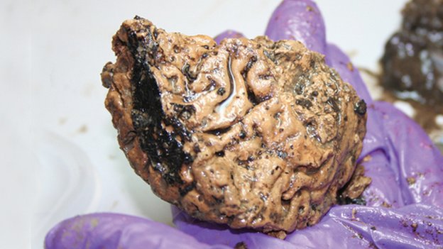 ‘Oldest human brain’ may have been preserved by mud