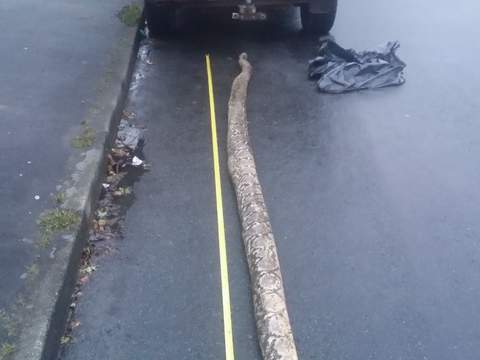 Mystery Of 16ft Python Found Dead In Canal