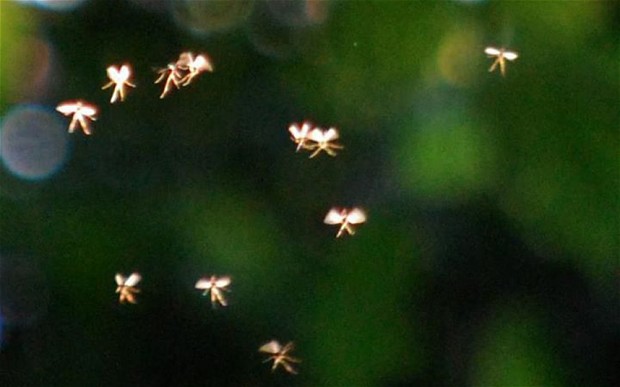 These fairy doors must be stopped