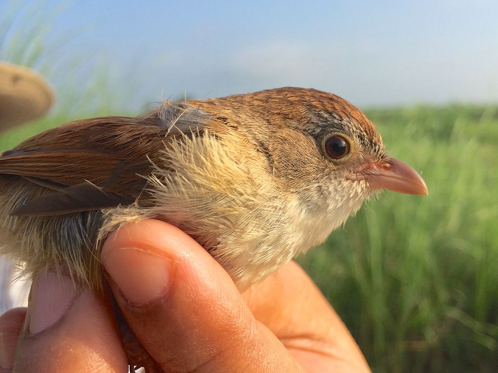 ‘Extinct’ Bird Rediscovered in Myanmar, Surprising Scientists