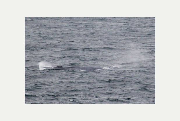 Blue whale spotted for the first time in English waters just off the coast of Cornwall