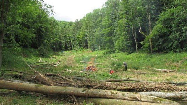 ‘Lost’ Woodchester Park gardens discovered