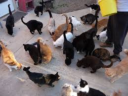 The Chester Cat Hoax of 1815