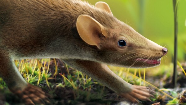 Breathtaking fossil of tiny mammal preserves fur and internal organs