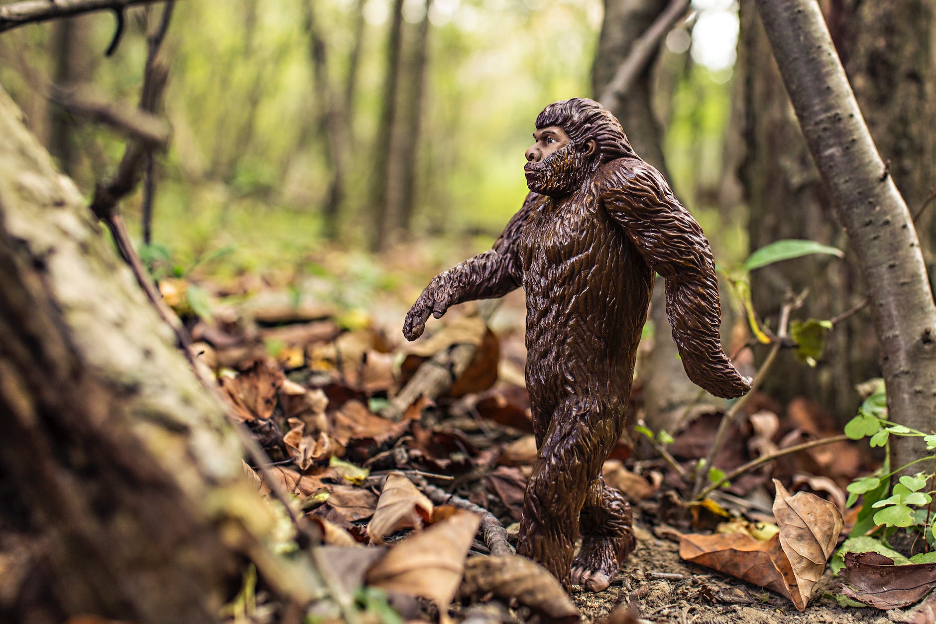 British Bigfoot Sightings and the Folklore Connection