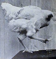 Mike the Headless Chicken – A Curious Tale of Resilience.