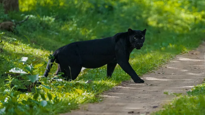 New DNA evidence confirms presence of big cat in British countryside