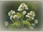 Meadowsweet (Filipendula ulmaria): Folklore, Superstition, and Historical Significance