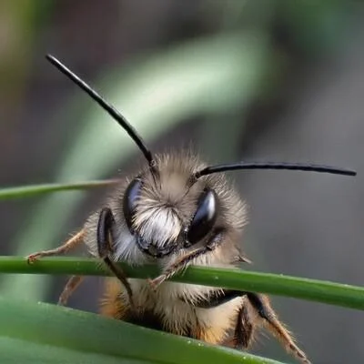 Natteheks