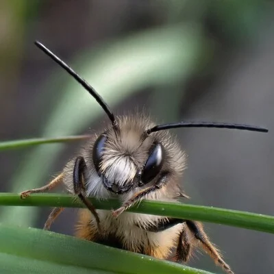 Natteheks